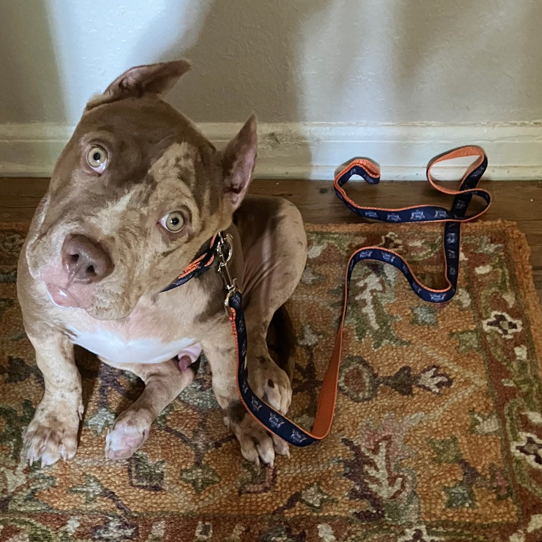 Pet Gear